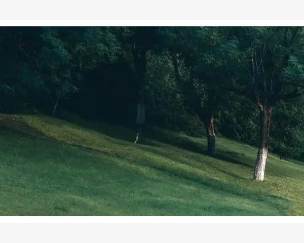 发烧中药方剂——传统中医的智慧与神奇